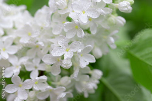 Fresh blossomed white lilac with green leaves.