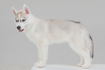 Siberian Husky Puppy 2 month old