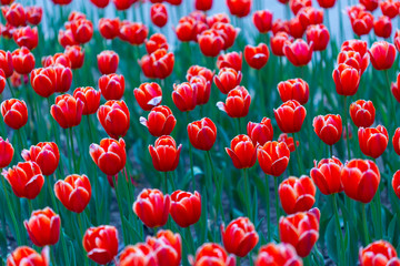 Group of red tulips in the park. Spring landscape