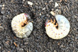 Larva of two may beetle