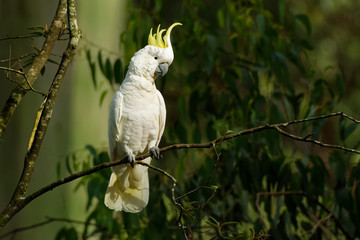 Cacatua galerita - Sulphur-crested Cockatoo sitting on the branch in Australia. Big white and yellow cockatoo with green background