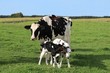 Holstein cow standing with her newborn twin calves in the meadow
