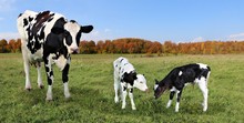 Holstein Cow With Her Newborn Twin Calves Standing In The Meadow With Colorful Fall Leaves 