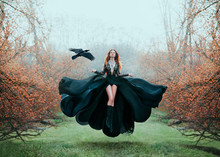 Girl With Bright Red Hair Levitates Above Ground, Powerful Sorceress, Forest Goddess In Black Flying Dress With Lace On Open Chest And Bare Long Legs, Lady In Flowering Orange Garden And Hand Raven