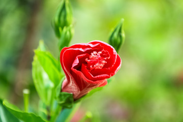 Blooming hibiscus plant in Israeli garden near Galilee region