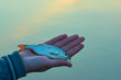 rudd fish (Scardinius erythrophthalmus)  in the hand of angler.  Float fishing early spring. Sunset background lake.