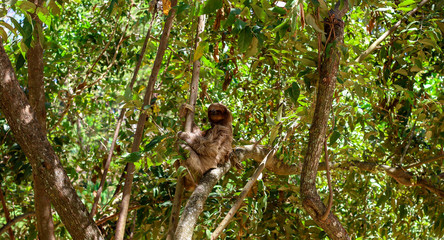 Poster - Wild Sloth in a Tree 