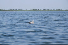 Great Black-backed Gull (Larus Marinus) Swimming In Fortuna Lake (Lacul Furtuna). Danube Biosphere Reserve - Danube Delta, Romania.