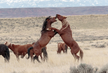 Wall Mural - Wild Mustangs of McCullough Peaks