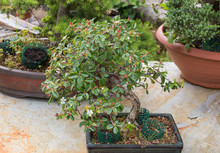  Bonsai Tree Cotoneaster With Flowers