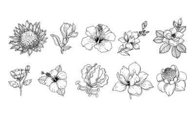 Poster - set of hand drawn floral elements for your design, leaf and flowers illustration element