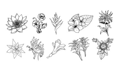 Poster - set of hand drawn floral elements for your design, leaf and flowers illustration element