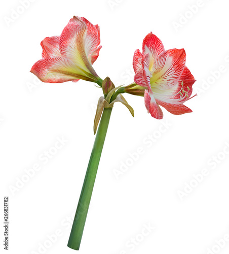 Amaryllis flower on white background