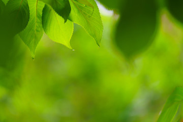 Wall Mural - Green leaves on green bokeh background, Natural green background