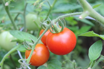 Tomatoes 