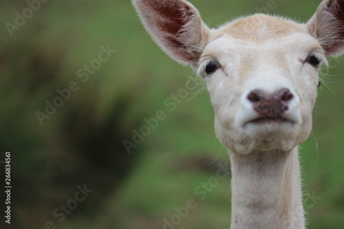Fotografía Wild Animal Sad Eyes Hungry Big Ears
