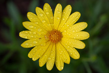 Yellow Daisy Flower With Water Drops Of Morning Dew