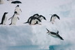 Adelie penguins fly off of an iceberg in Antarctica