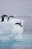Fototapeta Zwierzęta - Adelie penguins leaping from an iceberg in Antarctica