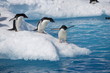 Adelie penguins head to the ocean on an Antarctic iceberg