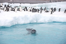 Leopard Seal Along The Ice Edge With Adelie Penguins Warily Watching