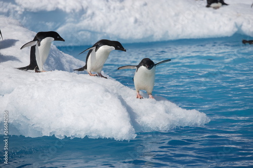 Fotomural Adelie penguins head to the ocean on an Antarctic iceberg