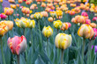 The field of colorful tulips