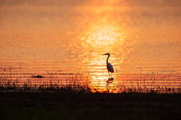 Wall Mural - Great Egret walks in a lake at sunset.