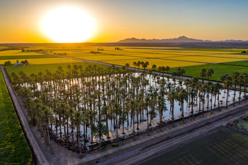 Canvas Print - Yuma Irrigated Farmland