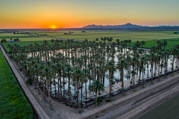 Wall Mural - Yuma Irrigated Farmland