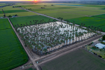 Wall Mural - Yuma Irrigated Farmland