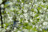 Fototapeta Na sufit - Beautiful blossoming cherry tree on a bright spring day