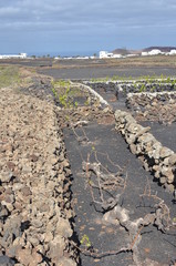 Vigneto a Lanzarote Canarie