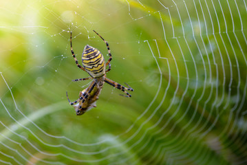 Wall Mural - Female of the spider-wasp sits in cobweb with its prey