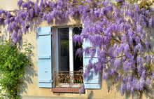 Beautiful Wisteria Blooming Against An Rural House With Blue Shutters At The Window