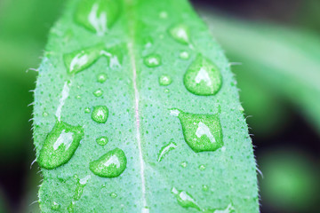 water drops at plants leafs. wet houseplant leaf texture. macro. soft focus. rainy and cold weather concept.