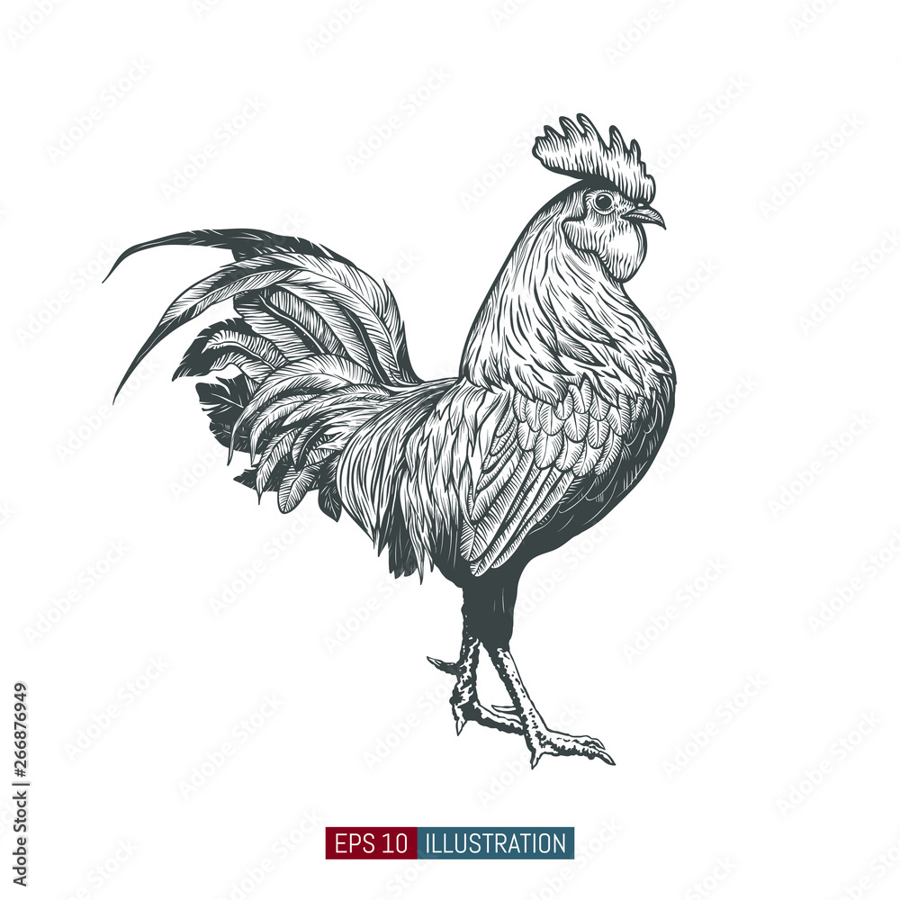 Hand drawn rooster isolated. Engraved style vector illustration. Template for your design works. - obrazy, fototapety, plakaty 