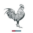 Hand drawn rooster isolated. Engraved style vector illustration. Template for your design works.