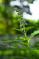 Canvas Print - Holy basil flower