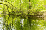 Fototapeta Na ścianę - Beautiful Landscape with reflection in river