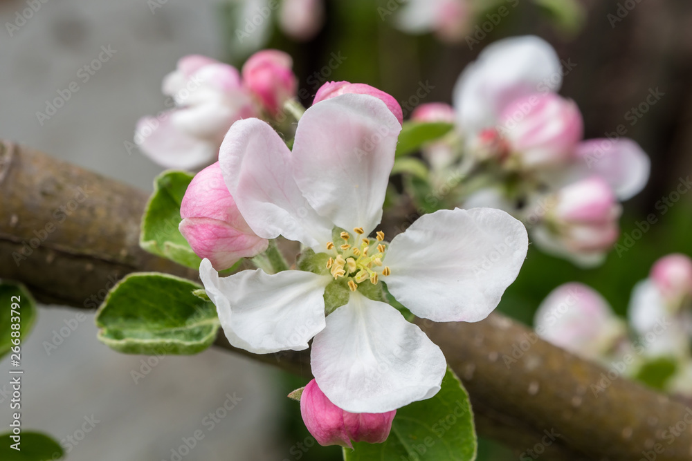 Apple branch in a beautiful blooming. - obrazy, fototapety, plakaty 