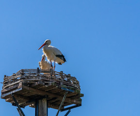 Two White storks, scientific name Ciconia ciconia, with a red beak and red legs stand in their big nest in spring