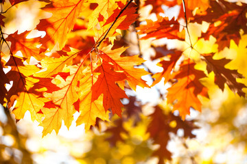 Canvas Print - Autumn background with red oak tree foliage branch. Bright fall leaves close-up. Beautiful colorful autumn nature forest landscape.