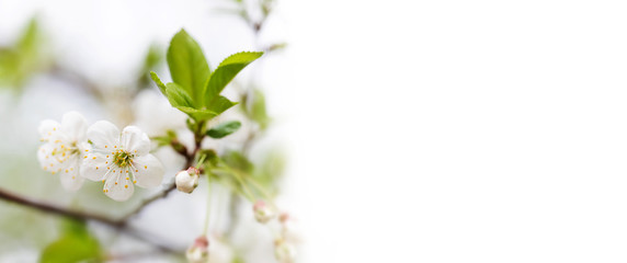 Wall Mural - Soft tender blossoming springtime branch on white background. Beautiful sunlight spring park nature, tree branch white flowers and yellow stamens. Shallow depth of field, selective focus. copy space