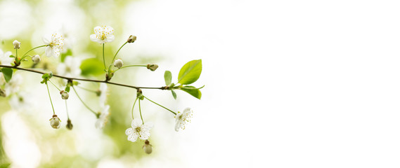 Wall Mural - Fresh tender springtime garden landscape background. Blossoming white petals yellow stamens fruit tree branch, blurred bokeh. Shallow depth of field, copy space