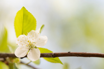 Wall Mural - Close-up of a blossoming fruit tree flower, selective focus on yellow stamens.
