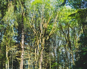 trees in the forest