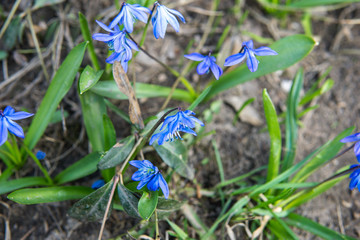 blue spring flowers with green leaves