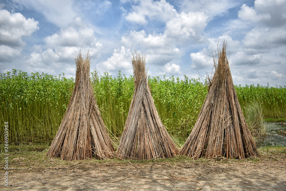 Cultivation of jute in West Bengal, India. Jute is a sustainable ...