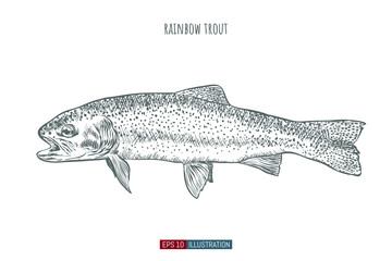 Hand drawn rainbow trout fish isolated. Engraved style vector illustration. Template for your design works.